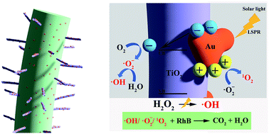 Graphical abstract: Converting cellulose nanocrystals into photocatalysts by functionalisation with titanium dioxide nanorods and gold nanocrystals