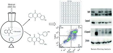 Graphical abstract: Synthesis of benzonaphthofuroquinones and benzoylnaphthindolizinediones by reactions of flavonoids with dichlone under basylous, oxygenous and aqueous conditions: their cytotoxic and apoptotic activities