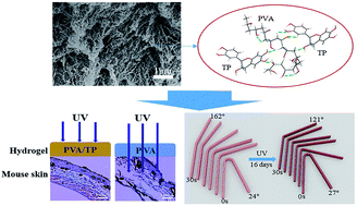 Graphical abstract: Fabrication of polyvinyl alcohol hydrogels with excellent shape memory and ultraviolet-shielding behavior via the introduction of tea polyphenols