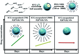 Graphical abstract: Engineering of NIR fluorescent PEGylated poly(RGD) proteinoid polymers and nanoparticles for drug delivery applications in chicken embryo and mouse models