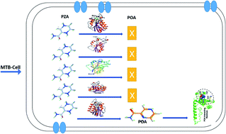 Graphical abstract: Pyrazinamide resistance of novel mutations in pncA and their dynamic behavior