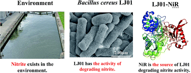 Graphical abstract: Isolation, expression, and biochemical characterization: nitrite reductase from Bacillus cereus LJ01