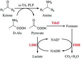 Graphical abstract: Multi-enzyme pyruvate removal system to enhance (R)-selective reductive amination of ketones