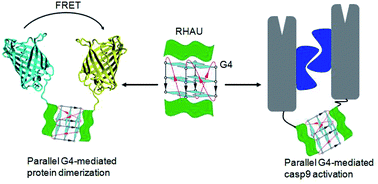 Graphical abstract: Parallel G-quadruplex-mediated protein dimerization and activation