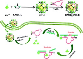 Graphical abstract: DNA adsorption on nanoscale zeolitic imidazolate framework-8 enabling rational design of a DNA-based nanoprobe for gene detection and regulation in living cells