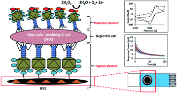 Graphical abstract: A sandwich-type bacteriophage-based amperometric biosensor for the detection of Shiga toxin-producing Escherichia coli serogroups in complex matrices