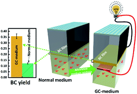 Graphical abstract: A novel strategy to alleviate medium acidosis for simultaneously yielding more bacterial cellulose and electricity