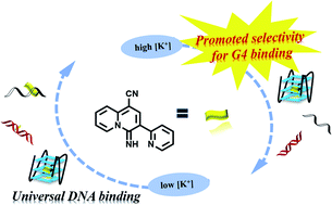 Graphical abstract: A DNA small molecular probe with increasing K+ concentration promoted selectivity