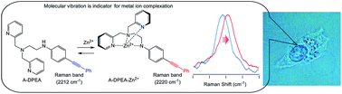 Graphical abstract: Monitoring intracellular metal ion complexation with an acetylene-tagged ligand by Raman spectroscopy