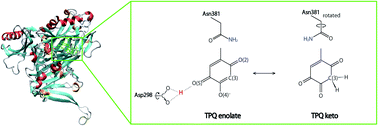 Graphical abstract: Unique protonation states of aspartate and topaquinone in the active site of copper amine oxidase