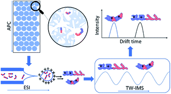 Graphical abstract: Analysis of sequence-defined oligomers through Advanced Polymer Chromatography™ – mass spectrometry hyphenation