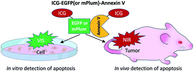 Graphical abstract: Dual-colour (near-infrared/visible) emitting annexin V for fluorescence imaging of tumour cell apoptosis in vitro and in vivo