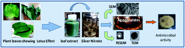 Graphical abstract: Green synthesis of silver nanoplates using the special category of plant leaves showing the lotus effect