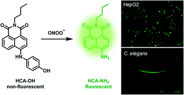 Graphical abstract: A naphthalimide-based turn-on fluorescence probe for peroxynitrite detection and imaging in living cells