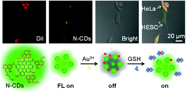 Graphical abstract: Fluorescent probe based on N-doped carbon dots for the detection of intracellular pH and glutathione