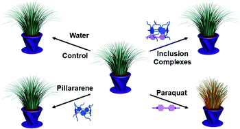 Graphical abstract: Sequestration of pyridinium herbicides in plants by carboxylated pillararenes possessing different alkyl chains