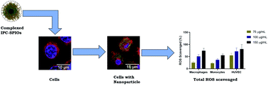 Graphical abstract: Activatable superparamagnetic iron oxide nanoparticles scavenge reactive oxygen species in macrophages and endothelial cells