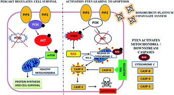 Graphical abstract: A doxorubicin–platinum conjugate system: impacts on PI3K/AKT actuation and apoptosis in breast cancer cells