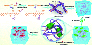 Graphical abstract: A biocompatible supramolecular hydrogel with multivalent galactose ligands inhibiting Pseudomonas aeruginosa virulence and growth