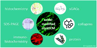 Graphical abstract: Eclectic characterisation of chemically modified cell-derived matrices obtained by metabolic glycoengineering and re-assessment of commonly used methods