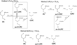 Graphical abstract: Enzymatic preparation of glycerophosphatilcholine catalyzed by combinational phospholipases: a comparative study of concerted versus stepwise catalysis