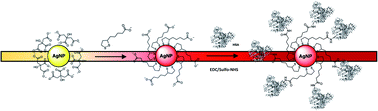 Graphical abstract: Lipoic acid capped silver nanoparticles: a facile route to covalent protein capping and oxidative stability within biological systems