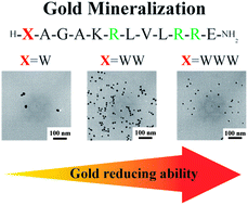 Graphical abstract: Effect of tryptophan residues on gold mineralization by a gold reducing peptide