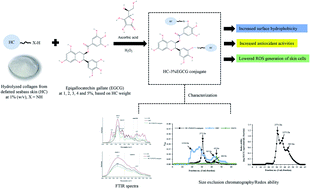 Graphical abstract: Conjugate between hydrolyzed collagen from defatted seabass skin and epigallocatechin gallate (EGCG): characteristics, antioxidant activity and in vitro cellular bioactivity