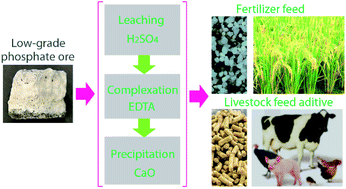 Graphical abstract: Recovery and separation of phosphorus as dicalcium phosphate dihydrate for fertilizer and livestock feed additive production from a low-grade phosphate ore