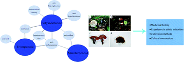Graphical abstract: Traditional uses, chemical components and pharmacological activities of the genus Ganoderma P. Karst.: a review