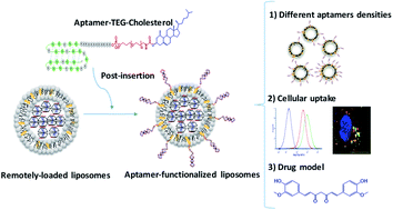 Graphical abstract: Grafting of anti-nucleolin aptamer into preformed and remotely loaded liposomes through aptamer-cholesterol post-insertion