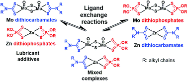 Graphical abstract: Ligand exchange processes between molybdenum and zinc additives in lubricants: evidence from NMR (1H, 13C, 31P) and HPLC-MS analysis