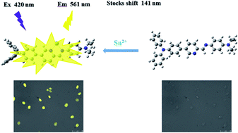 Graphical abstract: An ICT-based fluorescence enhancement probe for detection of Sn2+ in cancer cells