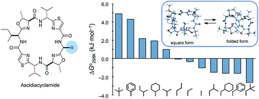 Graphical abstract: NMR-based quantitative studies of the conformational equilibrium between their square and folded forms of ascidiacyclamide and its analogues