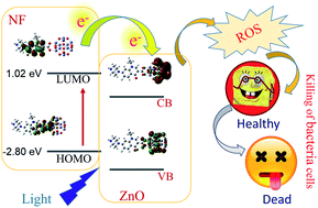 Graphical abstract: Wide bandgap semiconductor-based novel nanohybrid for potential antibacterial activity: ultrafast spectroscopy and computational studies