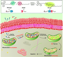 Graphical abstract: Intra-mitochondrial reaction for cancer cell imaging and anti-cancer therapy by aggregation-induced emission