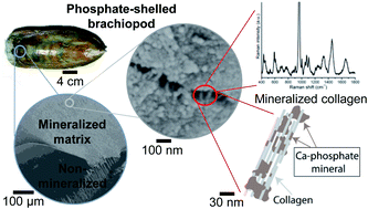 Graphical abstract: Characterization of organophosphatic brachiopod shells: spectroscopic assessment of collagen matrix and biomineral components