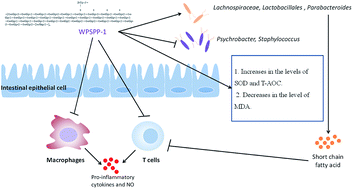 Graphical abstract: Anti-inflammatory activity of a water-soluble polysaccharide from the roots of purple sweet potato