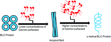 Graphical abstract: Cationic gemini surfactant stimulates amyloid fibril formation in bovine liver catalase at physiological pH. A biophysical study