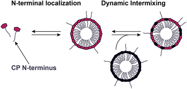 Graphical abstract: Insight into N-terminal localization and dynamics of engineered virus-like particles