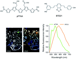 Graphical abstract: Insulin amyloid polymorphs: implications for iatrogenic cytotoxicity