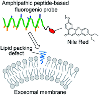 Graphical abstract: Amphipathic helical peptide-based fluorogenic probes for a marker-free analysis of exosomes based on membrane-curvature sensing