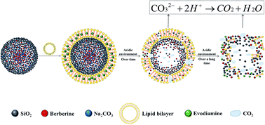 Graphical abstract: The pH-triggered drug release and simultaneous carrier decomposition of effervescent SiO2–drug–Na2CO3 composite nanoparticles: to improve the antitumor activity of hydrophobic drugs