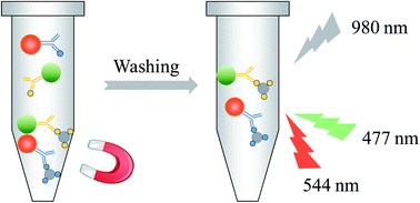 Graphical abstract: Development of a multicolor upconversion fluorescence immunoassay for the simultaneous detection of thiamethoxam and dextran by magnetic separation