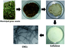 Graphical abstract: The valorization of municipal grass waste for the extraction of cellulose nanocrystals
