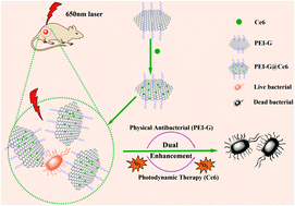 Graphical abstract: A dual enhanced anti-bacterial strategy based on high chlorin e6-loaded polyethyleneimine functionalized graphene