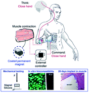 Graphical abstract: Stability and in vivo safety of gold, titanium nitride and parylene C coatings on NdFeB magnets implanted in muscles towards a new generation of myokinetic prosthetic limbs
