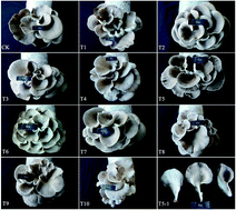 Graphical abstract: The yield and quality of Pleurotus abieticola grown on nematode-infected Pinus massoniana chips