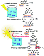 Graphical abstract: Significant changes in yields of 7-hydroxy-coumarin-3-carboxylic acid produced under FLASH radiotherapy conditions