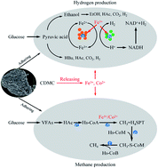 Graphical abstract: Advanced bioH2 and bioCH4 production with cobalt-doped magnetic carbon